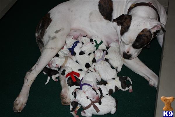 American Bulldog Puppies